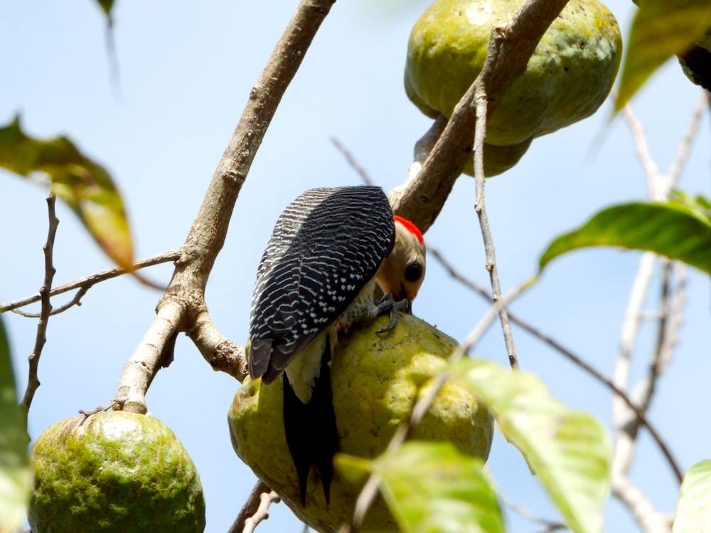 La anona de Yucatán, un “manjar blanco” para el hambriento