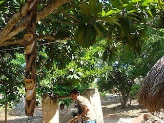 Foto elChilamBalam / Monitos colgados de uno al otro